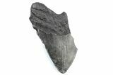 Partial Fossil Megalodon Tooth - South Carolina #362533-1